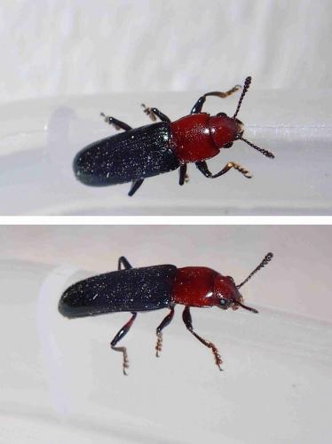 Réf. 229 599 : Languriinae inconnu